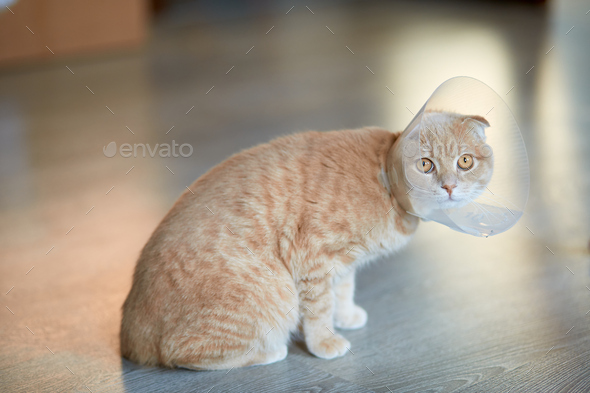 cat plastic cone collar