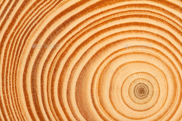 wood slice circle texture with concentric rings - Stock Photo - Images