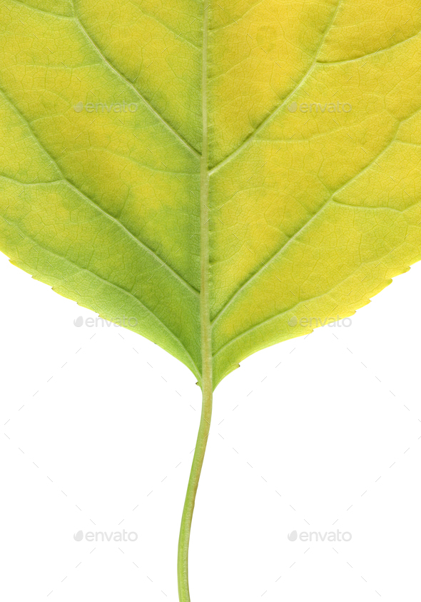 macro texture of green leaf turning yellow on white background - Stock Photo - Images