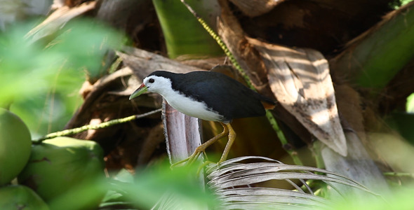 White-Breasted Water Hen 2 alt