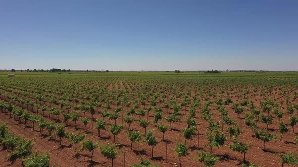 VID VIÑEDOS DE LA MANCHA alt