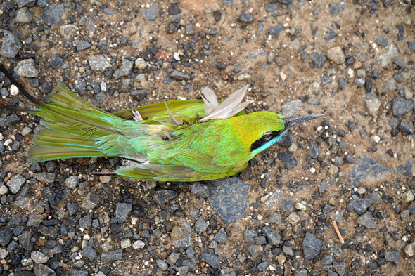 Dead Bee eater bird on road. - Stock Photo - Images