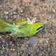 Dead Bee eater bird on road. - PhotoDune Item for Sale