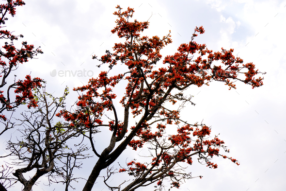 Palash flower tree, Butea Monosperma or palash flower - Stock Photo - Images