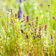 Beautiful nature , Beautiful meadow , Backgrounds - PhotoDune Item for Sale