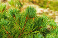 Needles of shrub Dwarf Stone Pine Pinus Pumila. Close-up view of natural floral background - PhotoDune Item for Sale