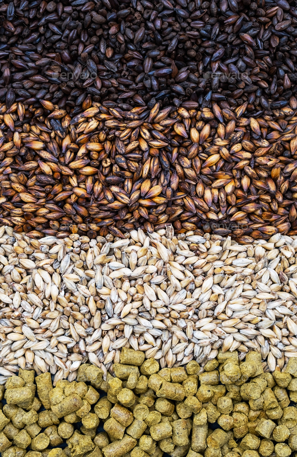 Pale Ale, Caramel and Black Malt Grains, Green Hops, Closeup. Stock Photo by zhennyzhenny