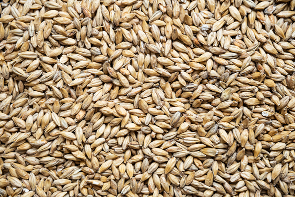 Texture of Pale Ale Malt Grains, Close-up. Malted Barley for Brewers.