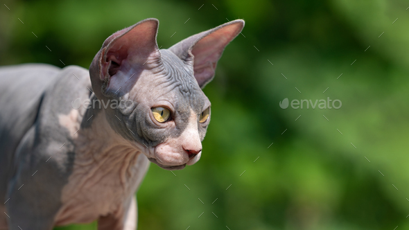 Portrait of beautiful purebred blue and white Sphinx kitten on sunny summer day