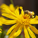 Macro portrait of a honey bee while collecting nectar - PhotoDune Item for Sale
