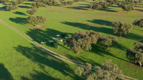 Black and White Horses in a Shade of Trees Across the Field with Lush Vegetation alt