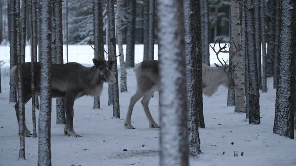 White Male and Brown Female Deer Standing Together in Frosty Pine Forest in Finland