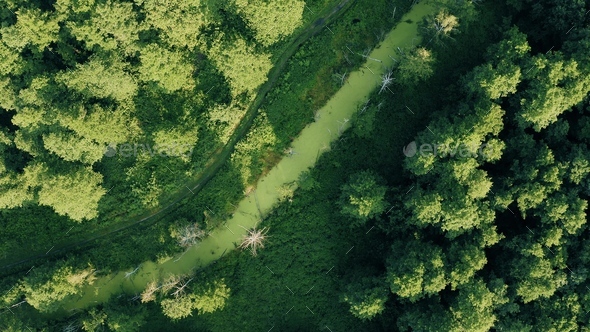 Aerial View Of Green Forest Landscape. Top View From High Attitude In Summer Evening. Small Marsh