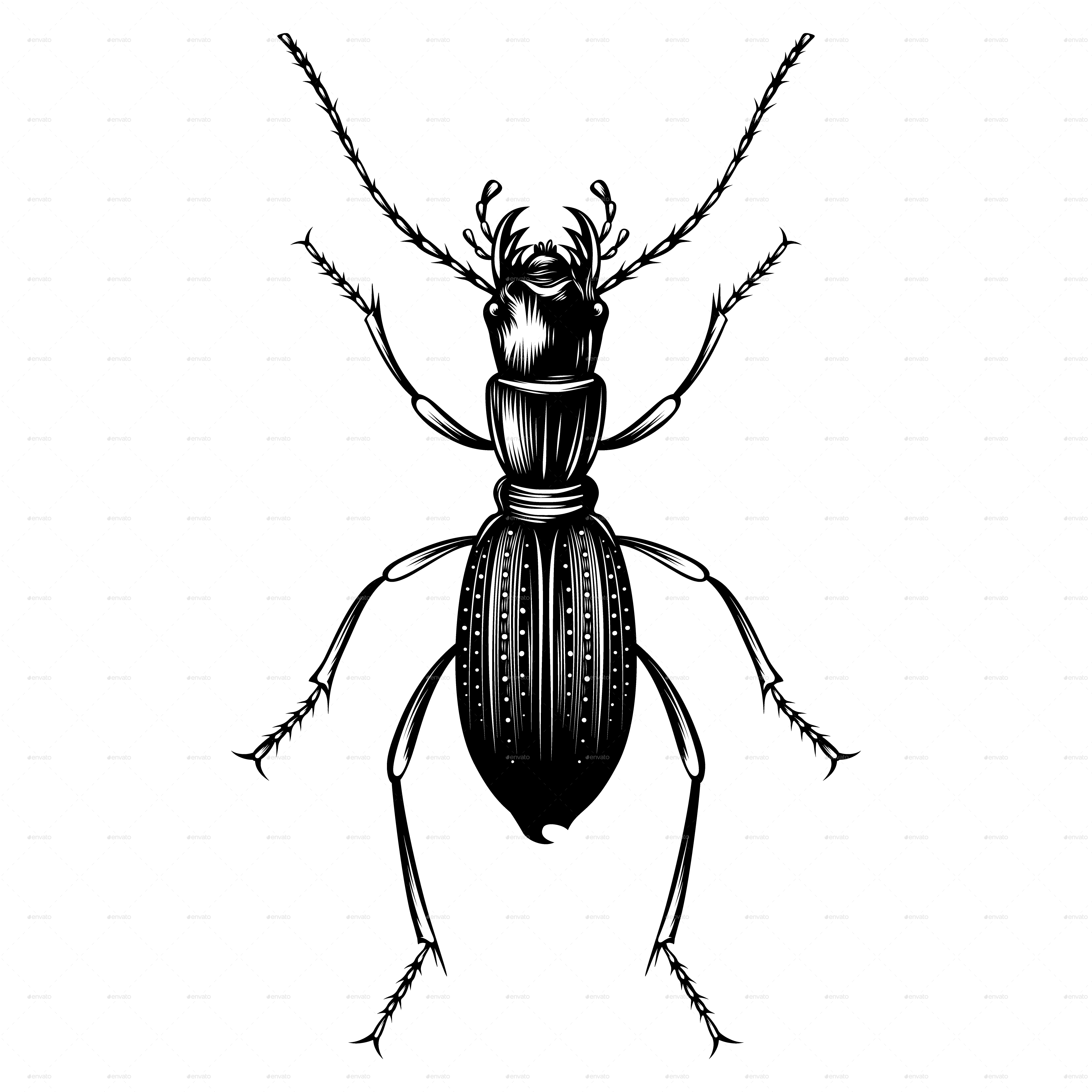 Beetles Illustration vector, Vectors | GraphicRiver