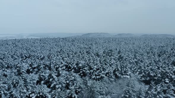 Aerial Winter Forest alt