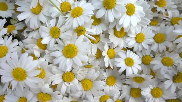 White Daisy Flowers 1