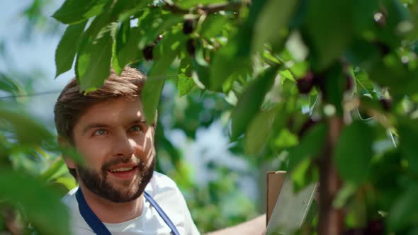 Garden Worker Picking Cherry Branches Enjoying in Green Plantation alt