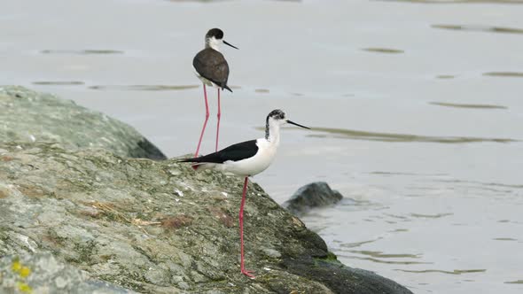 Black Winged Stilt alt