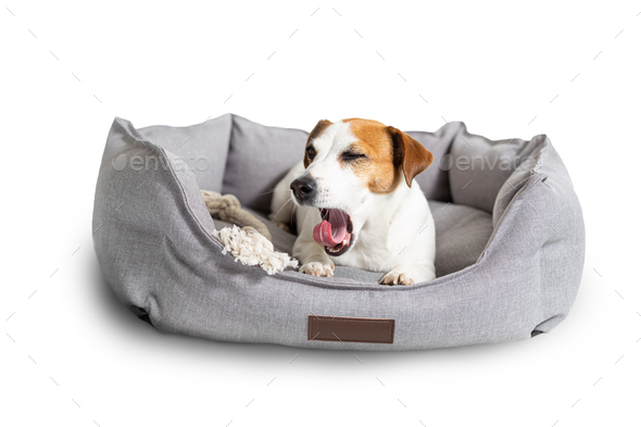 A yawning dog, jack russell terrier lying in a gray pet bed isolated on white.