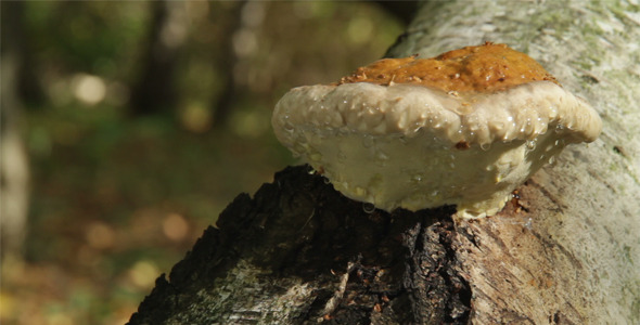 Mushroom Ganoderma Lucidum On Tree Trunk
