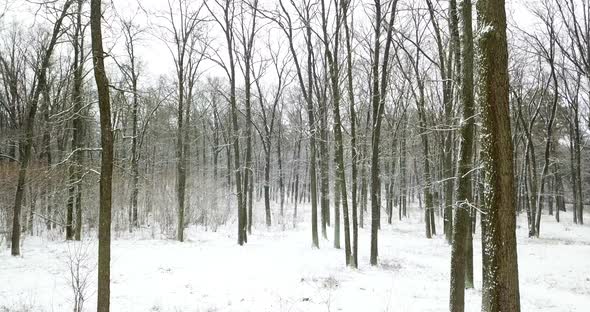 Drone Flight Through a Snowy Forest Snowfall in Winter