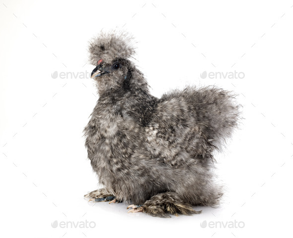 Silkie in studio - Stock Photo - Images