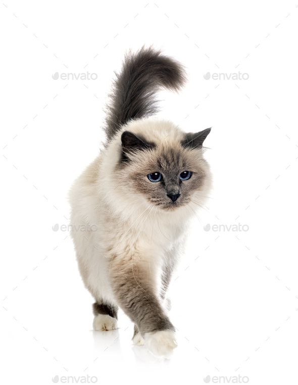 birman cat in studio - Stock Photo - Images