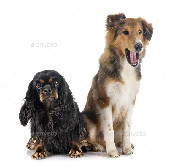 Shetland Sheepdog and cavalier king charles - Stock Photo - Images