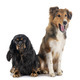 Shetland Sheepdog and cavalier king charles - PhotoDune Item for Sale
