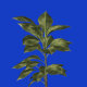 Growing Plant - VideoHive Item for Sale