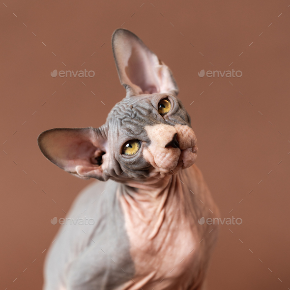 Portrait of cute Sphynx Hairless cat with big yellow eyes on brown background looking up