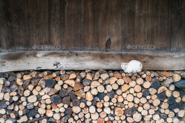 A cat rests on a pile of firewood under an old wooden barn - Stock Photo - Images