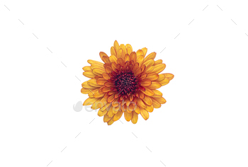 Yellow and orange Chrysanthemums blossom isolated on white background
