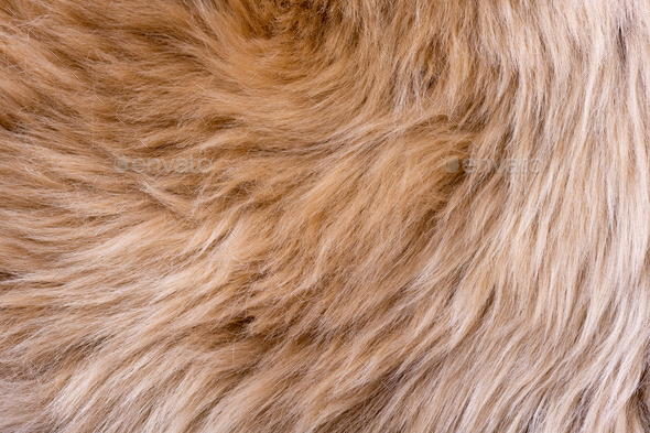 Fur texture top view. Brown fur background. Fur pattern. Texture of brown  shaggy fur Stock Photo by LanaSweet