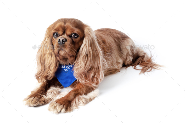 Cute cavalier spaniel wearing blue scarf - Stock Photo - Images