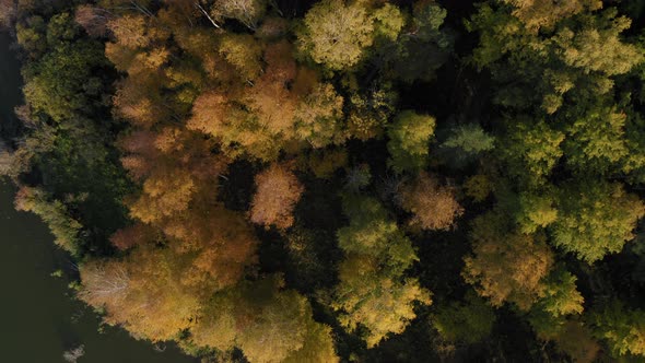 Aerial Footage of Colorful Forest in Autumn Season