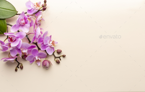 Hoa lan khiến bạn cảm thấy thư thái và tươi mới. Một bức ảnh về hoa lan trong spa được chăm sóc kỹ lưỡng sẽ khiến bạn muốn trải nghiệm cảm giác vàng ngọc của việc tắm xông.