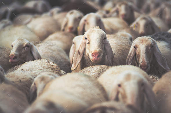 herd of sheep - Stock Photo - Images