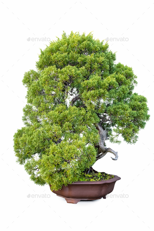 bonsai of juniper tree isolated - Stock Photo - Images