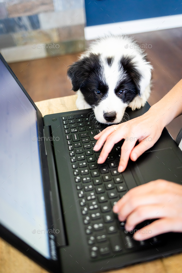 https://s3.envato.com/files/365936253/Impatient%20puppy%20dog%20jumped%20on%20the%20laptop%20keyboard%20while%20his%20owner%20worked%20Border%20Collie.jpg