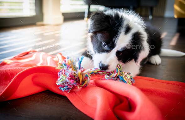 Puppy dog biting his toys and playing Border Collie Stock Photo by  leszekglasner