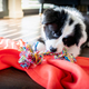 Puppy dog biting his toys and playing Border Collie Stock Photo by  leszekglasner