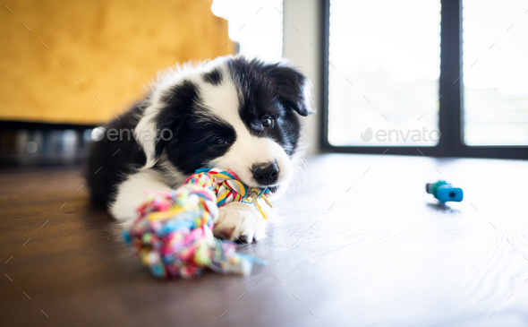 Puppy dog Border Collie at home playing with toys Stock Photo by  leszekglasner