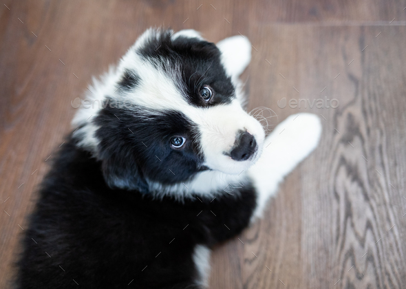 Puppy dog Border Collie at home playing with toys Stock Photo by  leszekglasner