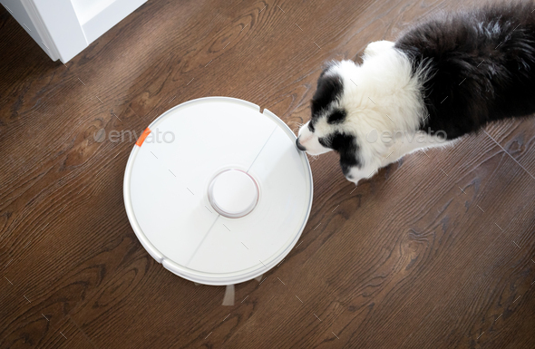 Puppy dog Border Collie at home playing with toys Stock Photo by  leszekglasner