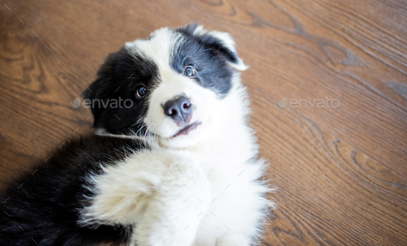 https://s3.envato.com/files/365936779/Border%20Collie%20puppy%20dog%20lying%20on%20floor%20and%20playing%20at%20home%202.jpg