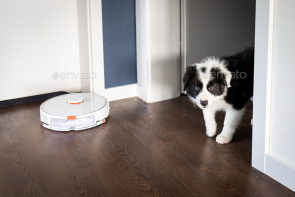 Puppy dog Border Collie at home playing with toys Stock Photo by  leszekglasner