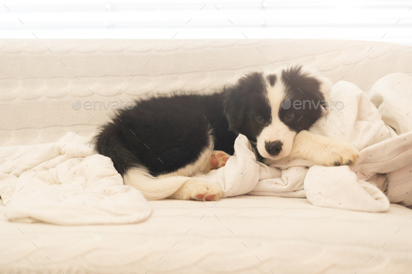 https://s3.envato.com/files/365936802/Border%20collie%20puppy%20dog%20lying%20on%20sofa%20at%20home%202.jpg