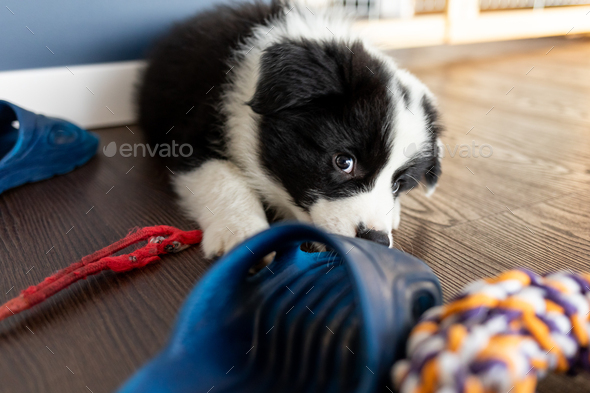 Puppy dog biting his toys and playing Border Collie Stock Photo by  leszekglasner