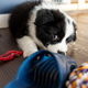 Puppy dog biting his toys and playing Border Collie Stock Photo by  leszekglasner